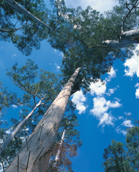 Drafty's Camp At Warren National Park - Tourism Brisbane 2