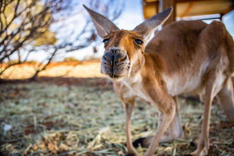Erldunda Roadhouse - Brisbane Tourism 2