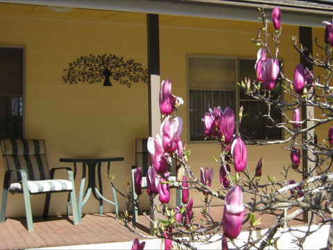 Figtree Cottage - Tourism Brisbane 1