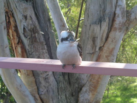 Kookaburra Dreaming - Tourism Brisbane 0