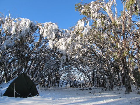 Mt Stirling Alpine Winter Camp - Tourism Brisbane 2