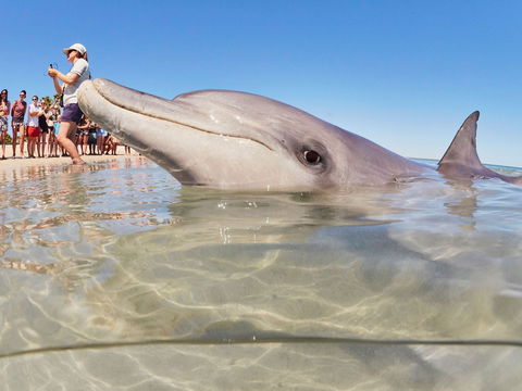 RAC Monkey Mia Dolphin Resort - Brisbane Tourism 2