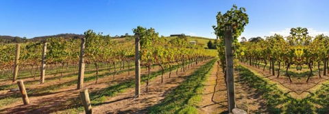 De Vine Escape - Brisbane 4u 4