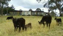 Bumblebrook Farm Motel - Brisbane Tourism 1