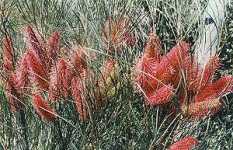 Wartook Gardens - Tourism Brisbane 2