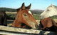Wombalano Country Retreat - thumb 1
