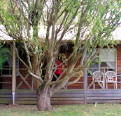 BIG4 Ballarat Windmill Holiday Park - Brisbane Tourism