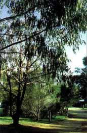 Mallacootas Shady Gully Caravan Park - Brisbane Tourism 0