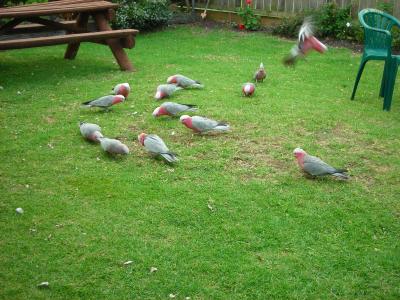 Apollo Bay Backpackers - Brisbane 4u 4