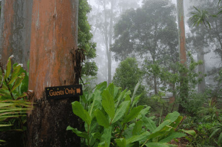 Witches Falls Cottages - Brisbane Tourism 2