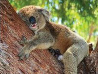 The Kosy Koala - Tourism Brisbane 3