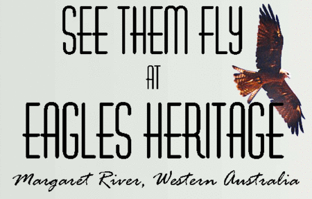 Eagles Heritage Raptor Wildlife Centre - Tourism Brisbane 0