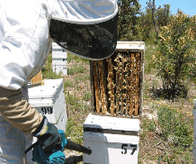The House of Honey - Tourism Brisbane