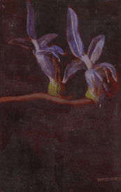Red Hill Galleries - Brisbane Tourism 2