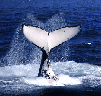 Brisbane Whale Watching - Tourism Brisbane 0
