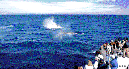 Brisbane Whale Watching - Tourism Brisbane 1