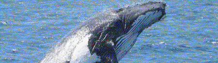 Brisbane Whale Watching - Tourism Brisbane 2