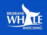Brisbane Whale Watching - Tourism Brisbane 3