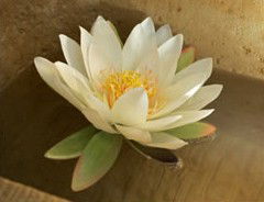 St Georges Natural Health Therapies - Tourism Brisbane 3