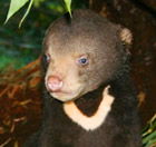 Perth Zoo - Brisbane Tourism 0