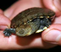 Perth Zoo - Brisbane Tourism 1