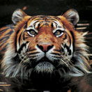 Perth Zoo - Brisbane Tourism 2