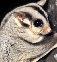 Perth Zoo - Brisbane Tourism 3