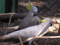 Wirrimbirra Sanctuary - Brisbane Tourism 1