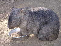 Wirrimbirra Sanctuary - Brisbane Tourism 2