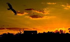 Werribee Open Range Zoo - Brisbane 4u 1