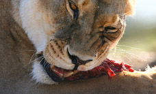 Werribee Open Range Zoo - Brisbane 4u 2