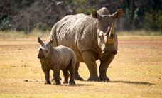 Werribee Open Range Zoo - Brisbane 4u 3