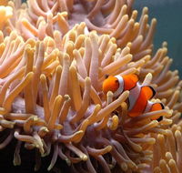 Reef HQ Great Barrier Reef Aquarium - Tourism Brisbane