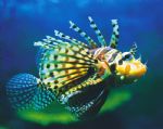 Underwater World - Brisbane 4u 0