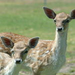 Marapana Wildlife Park - Brisbane 4u 0