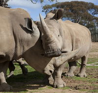 Monarto Zoo - Brisbane 4u