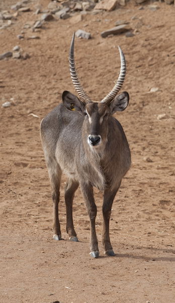 Monarto Zoo - Tourism Brisbane 1