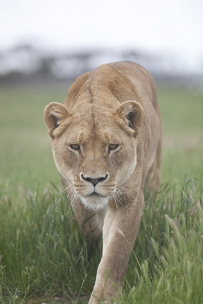 Monarto Zoo - Tourism Brisbane 2