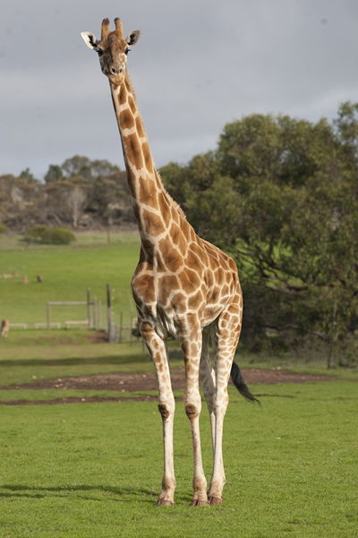 Monarto Zoo - Tourism Brisbane 3