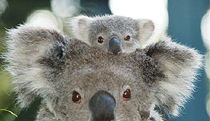 Riverside NSW Tourism Brisbane