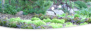 Calmsley Hill City Farm - Tourism Brisbane 1