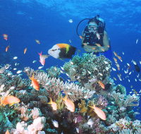 Drop Zone Dive Site - Tourism Brisbane