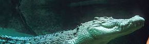 Territory Wildlife Park - Tourism Brisbane 3