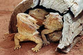 Alice Springs Reptile Centre - Tourism Brisbane 0