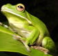 The Rainforest Habitat - Tourism Brisbane