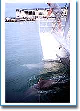 Temptation Sailing - Tourism Brisbane 1