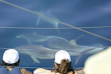 Temptation Sailing - Tourism Brisbane 2