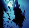 Scuba World - Tourism Brisbane