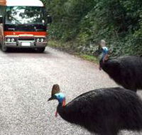 Kookaburra Tours - Tourism Brisbane