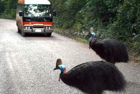 Kookaburra Tours - Tourism Brisbane 0